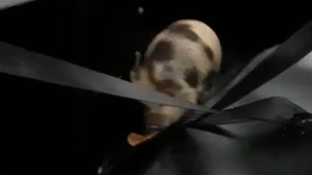 'Is that a good pancake?': Police officers find 2 pigs wandering, feed them tasty breakfast treat