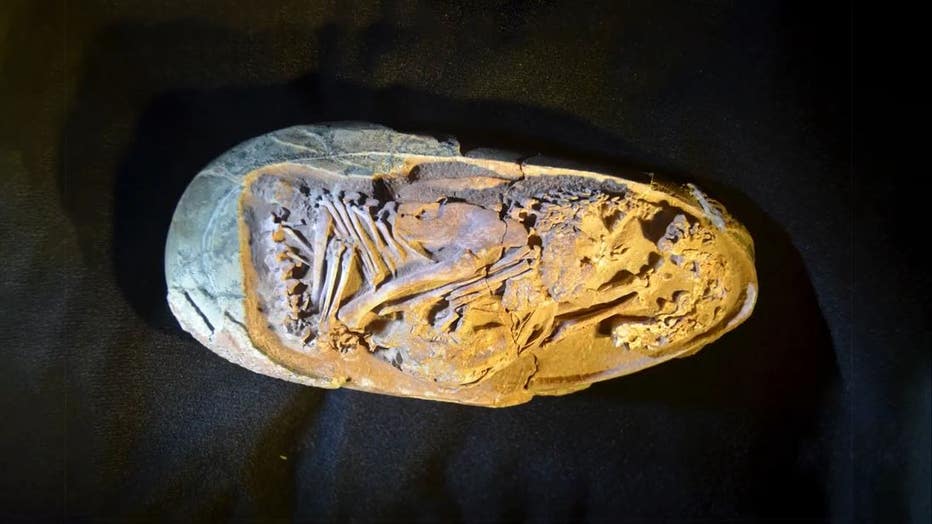 âBaby Yingliangâ: Preserved fossilized dinosaur egg discovered in China