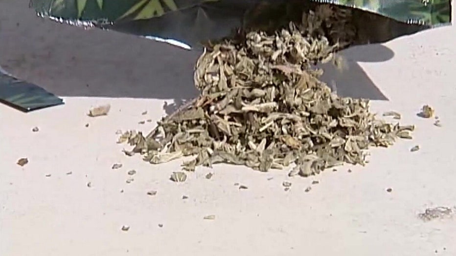 spice synthetic marijuana file wtvt