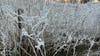 PHOTOS: Frost turns Central Florida into winter wonderland