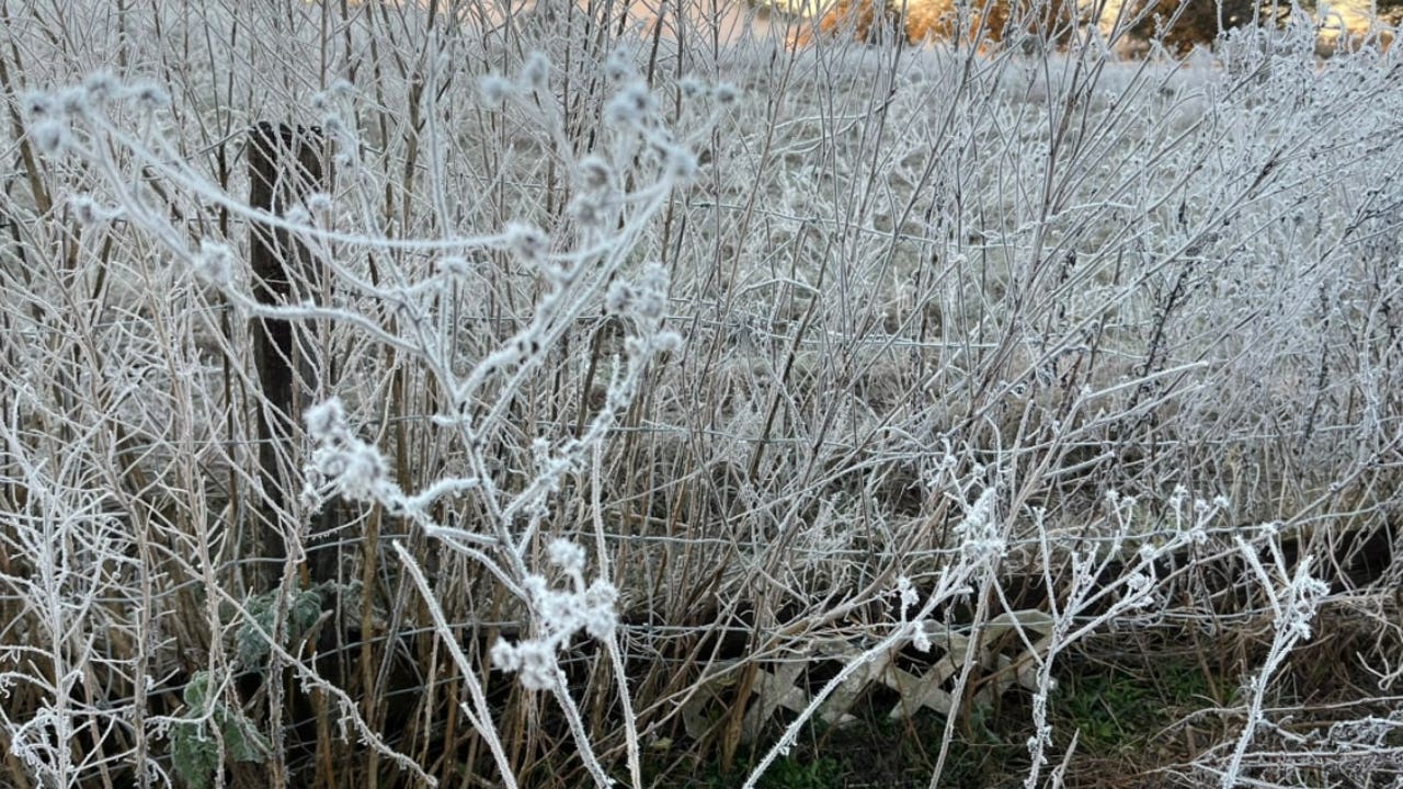 PHOTOS Frost turns Central Florida into winter wonderland