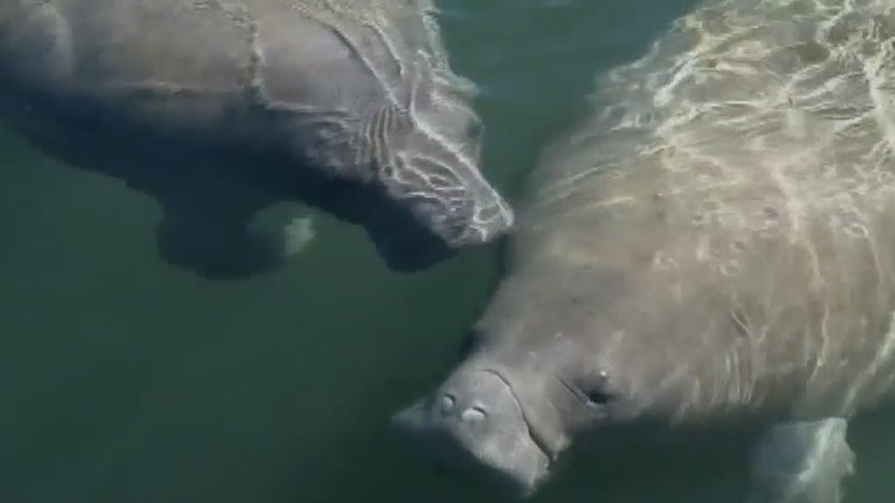 Colder temperatures keeping manatees away from where the food is, environmentalist says - Vimarsana News