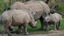 Baby rhino Mylo meets big brother for first time at Disney's Animal Kingdom