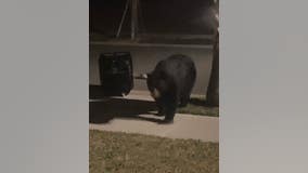 Residents in Volusia community worry about increase in bear encounters