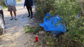 FWC: Manatee rescued from roadside in Crystal River