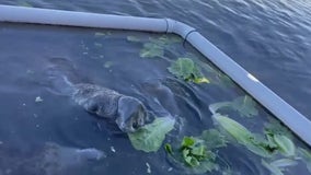 Officials: Florida manatees eating lettuce in pilot program
