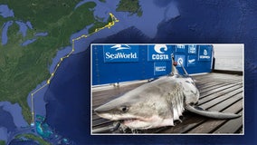 Snowbird shark: 11-foot great white pings off South Florida coast