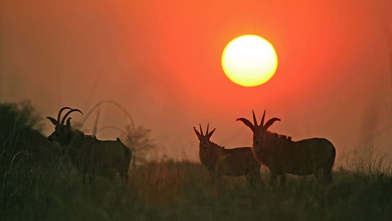 FBI: Former Pennsylvania dentist allegedly killed wife in Africa to collect $4.8M life insurance