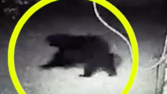 Officials using cinnamon buns to lure bear that attacked Daytona Beach man