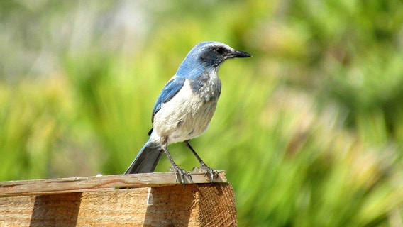 Brevard County close to fencing off Malabar Sanctuary over tree cutting permit