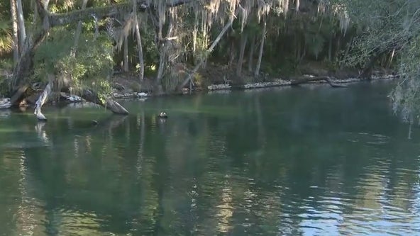 Orange City Blue Spring Manatee Festival draws crowds from across the country