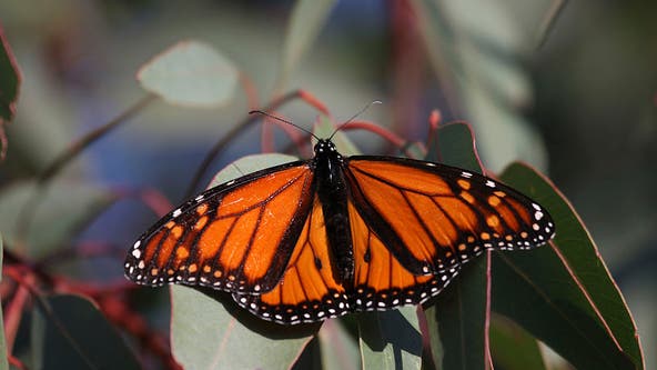 Hope floats: Western monarch butterfly count yields highest total in 5 years