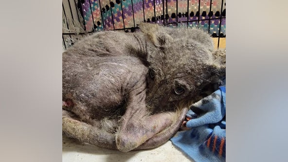 Dog or coyote? Rescue waiting for DNA results of emaciated animal