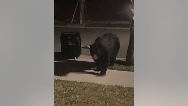 Residents in Volusia community worry about increase in bear encounters