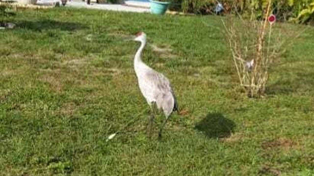 Florida man finds arrow sticking out of protected sandhill crane