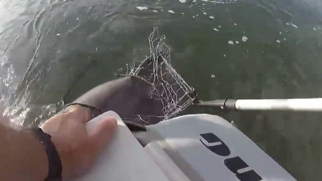 WATCH: Florida officer rescues dolphin trapped in fishing net