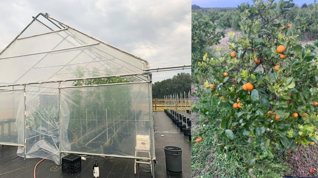 Sunsational Farms in Umatilla trying to protect fruit trees from freezing temps