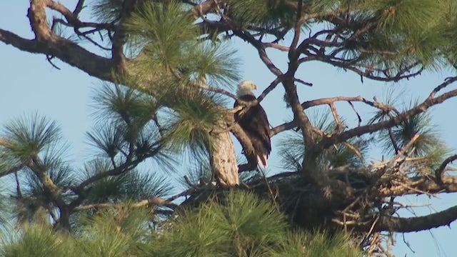 Construction causes concern for Winter Garden eagle family