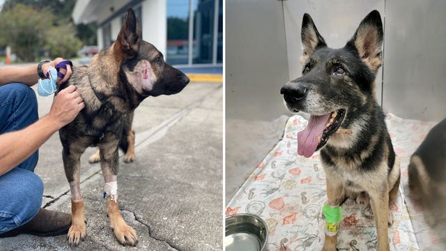 Florida deputies cleared in shooting of carjacking suspect who shot K-9s, sheriff says