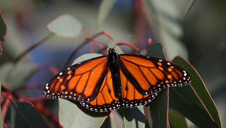 f0f611ef-Monarch butterfly