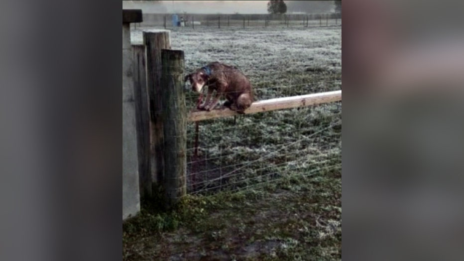 dog-on-fence-polk-county-cold.jpg