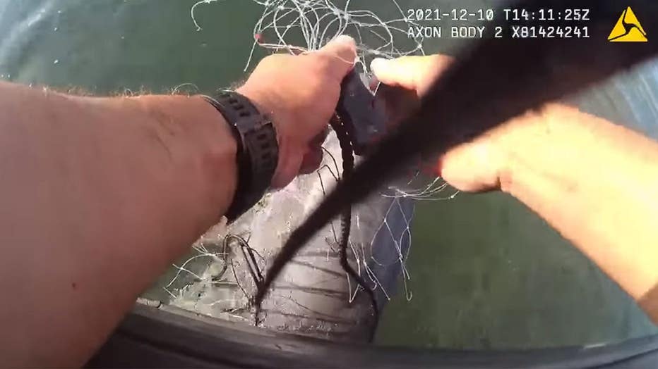 dolphin-rescue-2.jpg