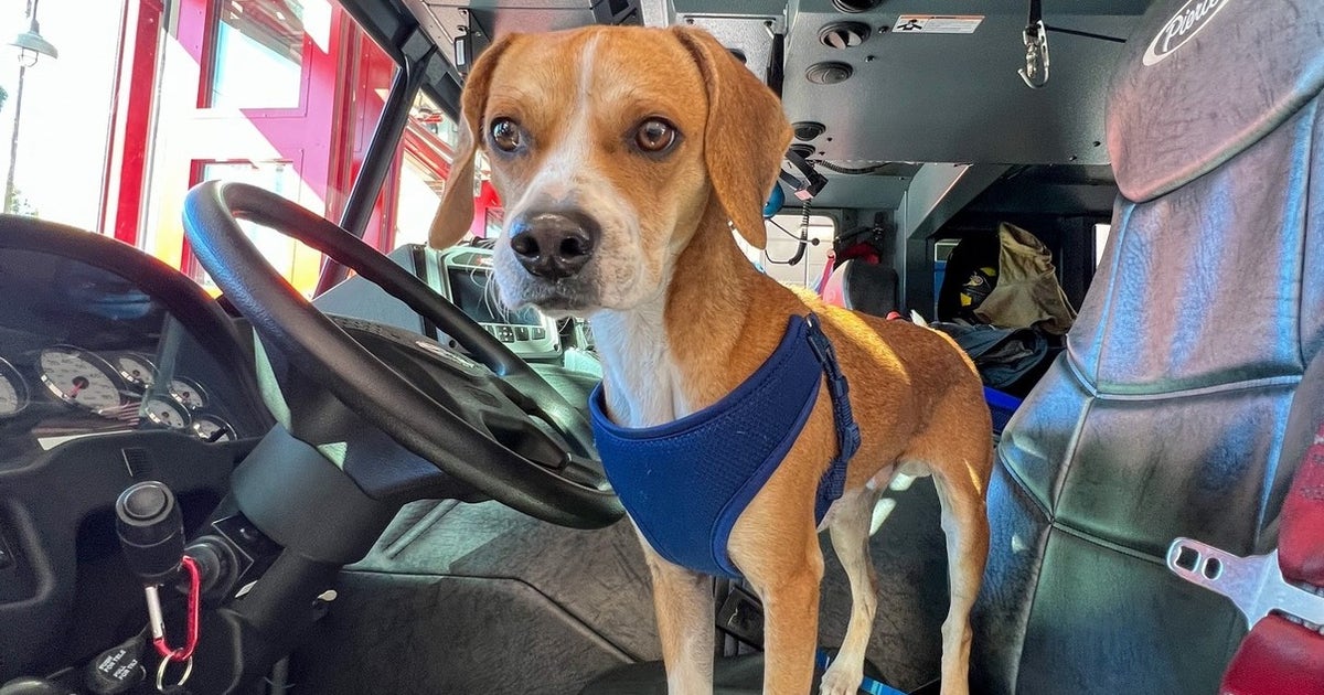 DeLand Fire Department adopts dog that no one claimed | FOX 35 Orlando