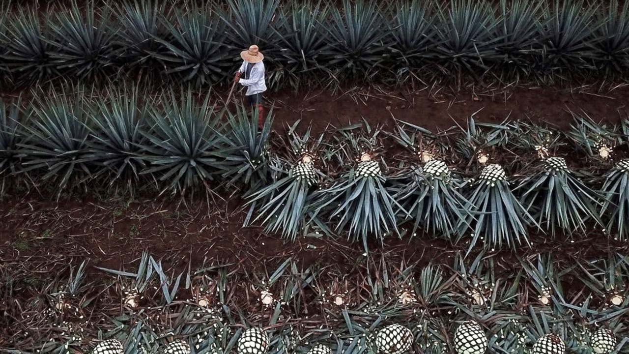 Tequila could become America's favorite liquor, data trends show - Vimarsana News