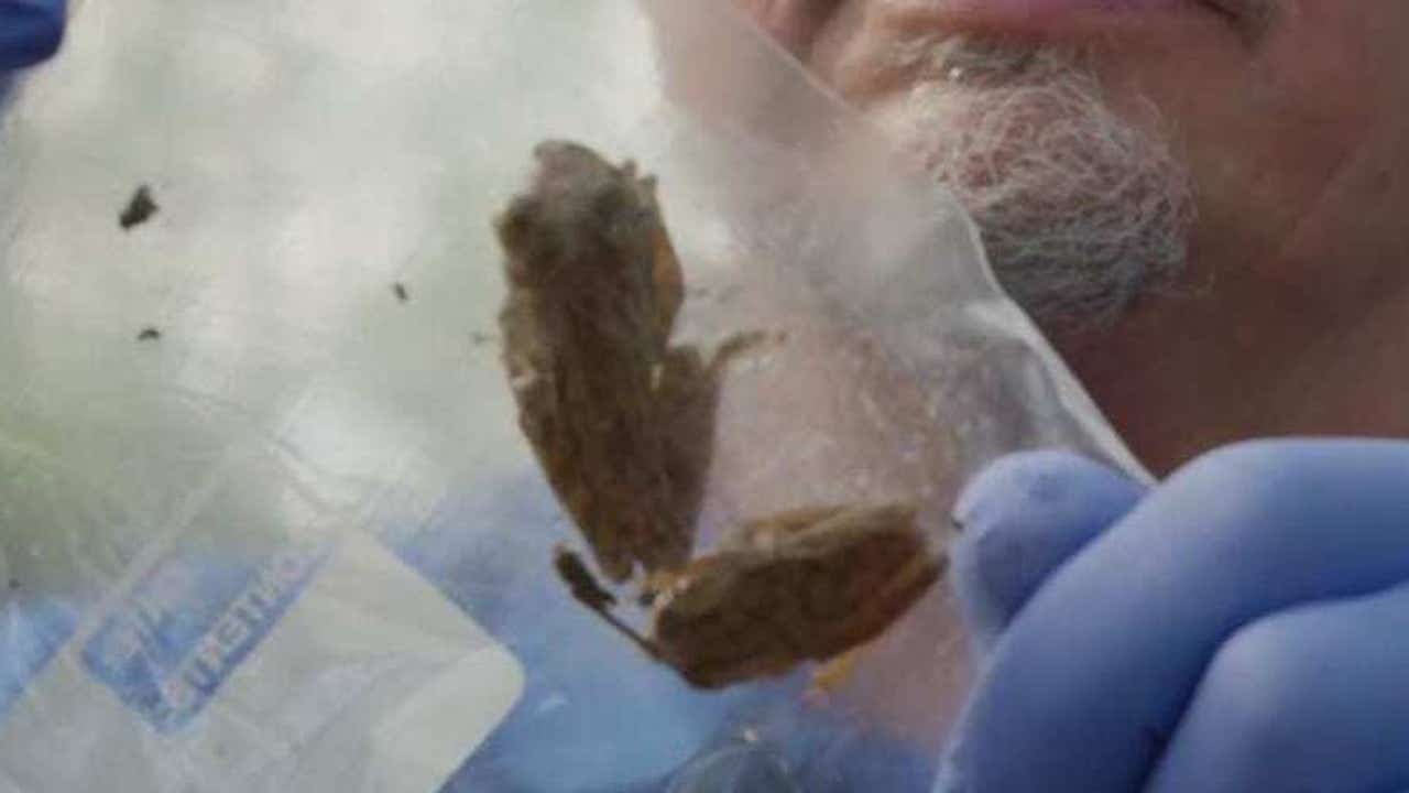 Rat lungworm: Cuban tree frogs in Florida carrying parasite that could be deadly to pets, humans - Vimarsana News