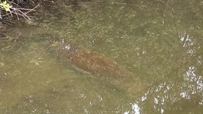 Manatee dies after getting stuck in stormwater ditch in New Smyrna Beach