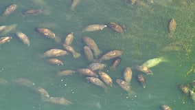 Florida's lettuce test project has fed manatees 25 tons of lettuce, officials say