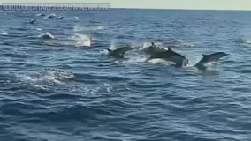 Hundreds of dolphins ‘stampede’ off Southern California coast