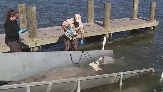 Florida manatees struggle to survive in Indian River Lagoon