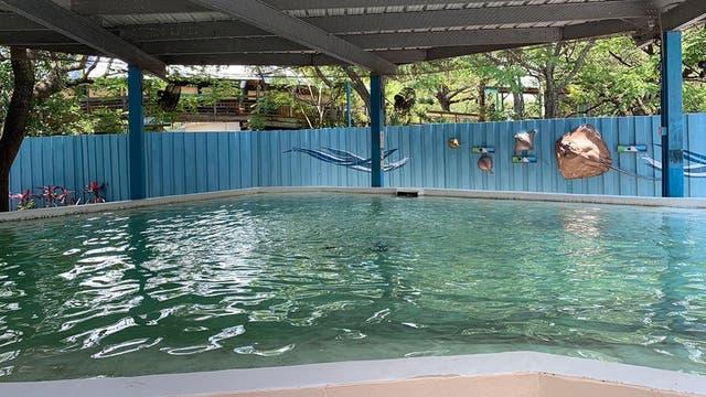 ZooTampa stingray habitat to reopen a year after 12 rays found dead