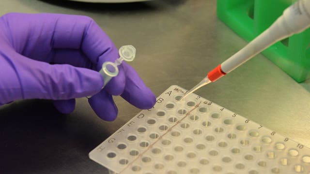 FWC investigating new strain of avian flu in wild birds in Central Florida