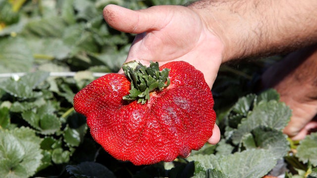 World's heaviest strawberry officially gets title from Guinness