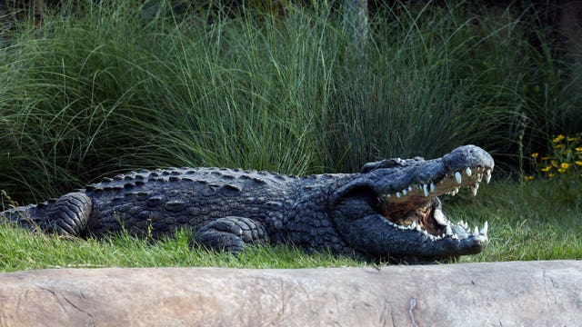 WATCH: Crocodile breaks out of Florida van, dashes down road before getting captured