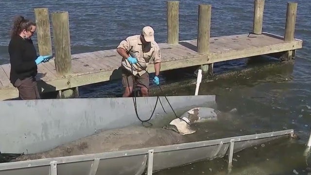 Florida manatees struggle to survive in Indian River Lagoon
