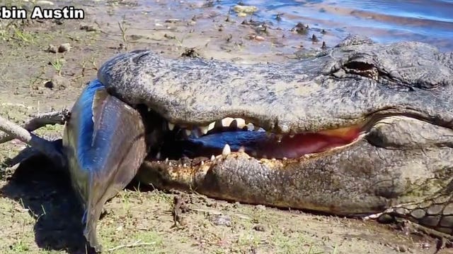 Cold-stunned alligator seen with big fish in mouth at Florida park