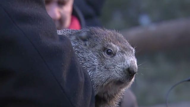 6 more weeks of winter: Punxsutawney Phil sees shadow on Groundhog Day