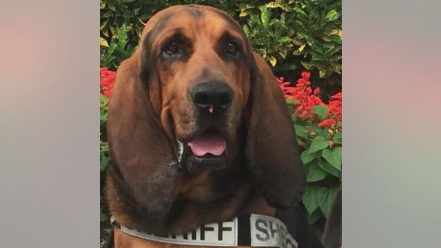 Orange County K-9 deputy Boone dies after battling cancer