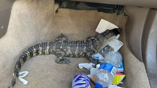 Alligator found in back of wanted felon's car during traffic stop