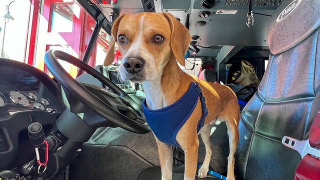 DeLand Fire Department adopts dog that no one claimed