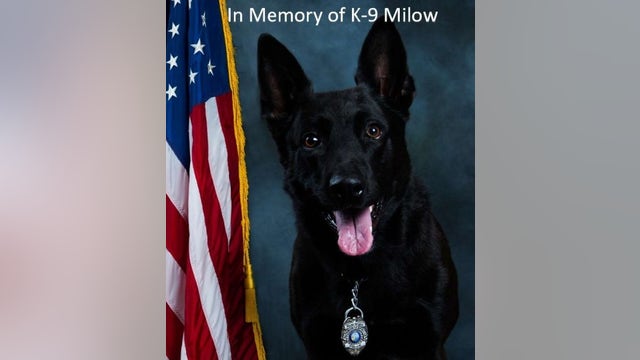 Rest in peace: Altamonte Springs police K-9 Milow passes away