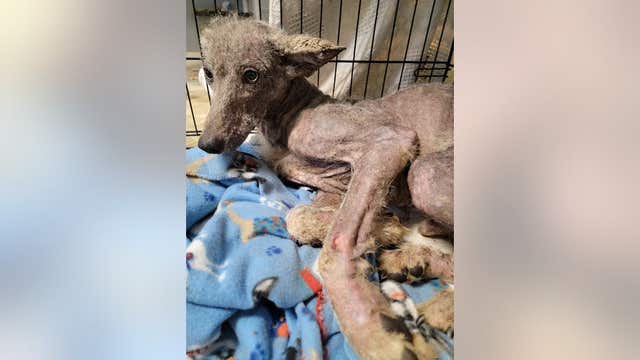 Dog or coyote? Mystery animal finally identified