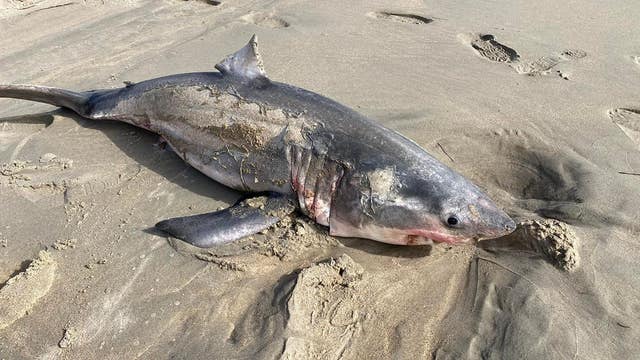 6-foot-shark found washed up on North Carolina beach