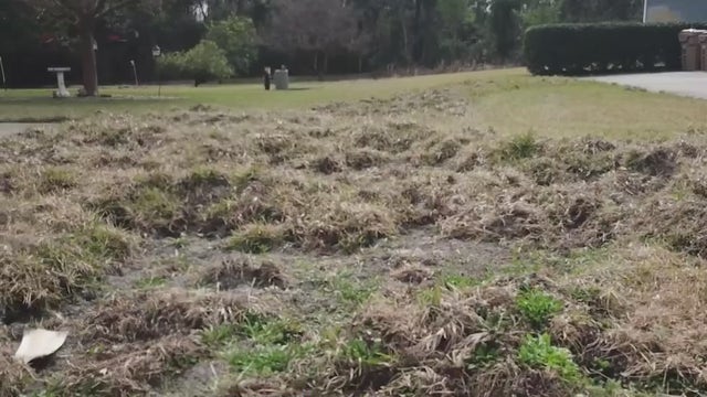 Wild hogs plowing through Clermont neighborhood