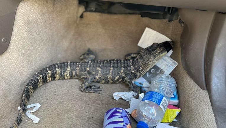 alligator in car anderson nc police