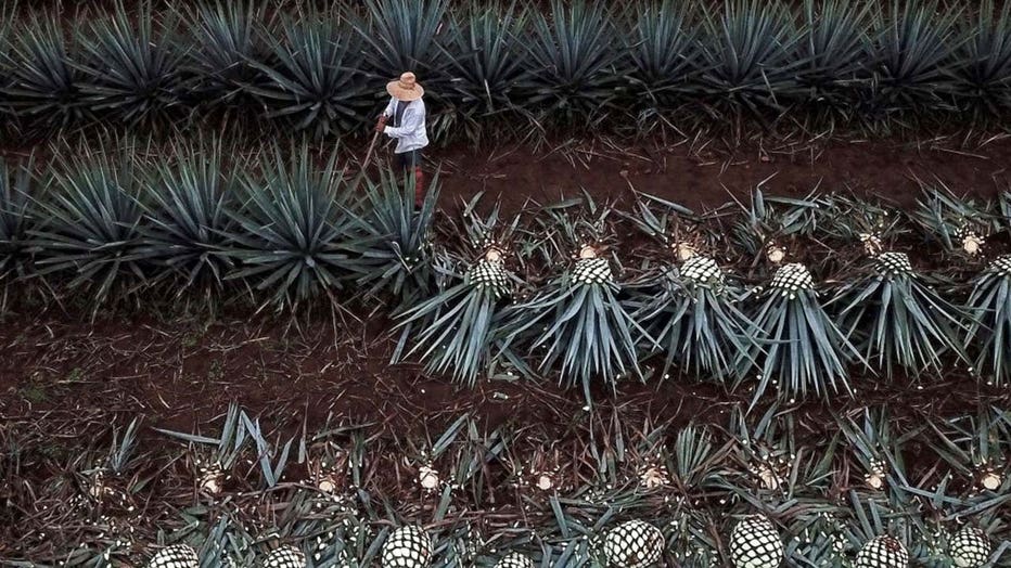 Agave