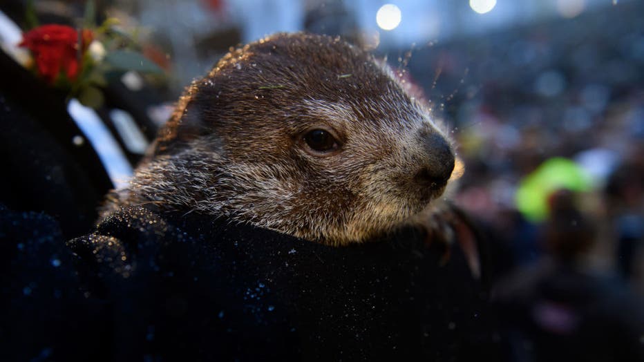 3a9c1e95-Winter Weather Oracle Punxsutawney Phil Makes Annual Groundhogs Day Appearance